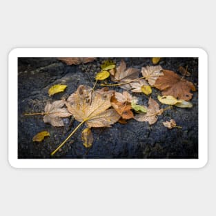 Maple and beech leaves with water drops Sticker